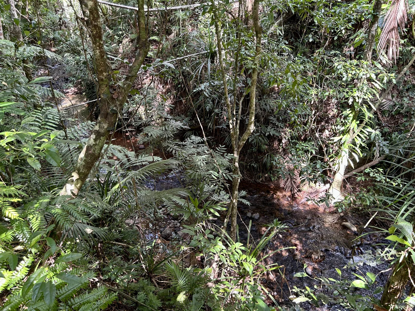 Additional image 5 of Lot 460 Black Bean Road, Daintree QLD 4873