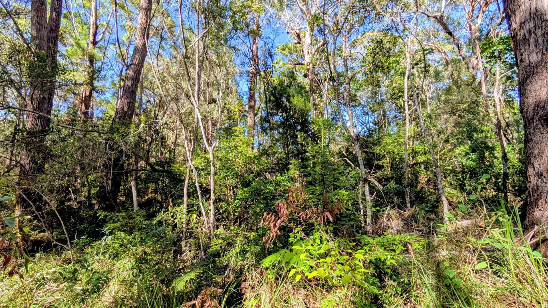 14 Borrows Street, Russell Island QLD 4184