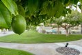 Additional image 42 of 6250 Paseo De La Palma, Palm Springs, CA, 92264