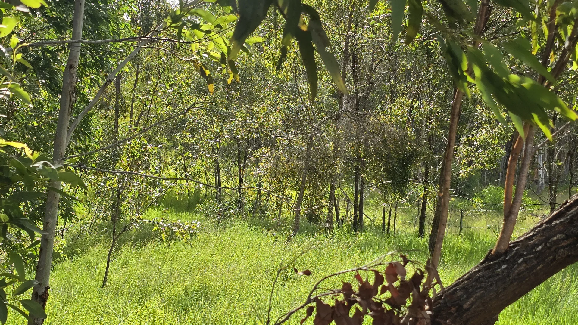 Additional image 5 of 33 Coachmans Place, Oakhurst QLD 4650