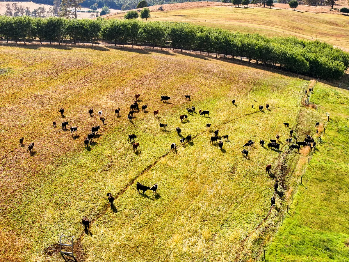 Additional image 11 of 110 Trickett Road, Needles TAS 7304