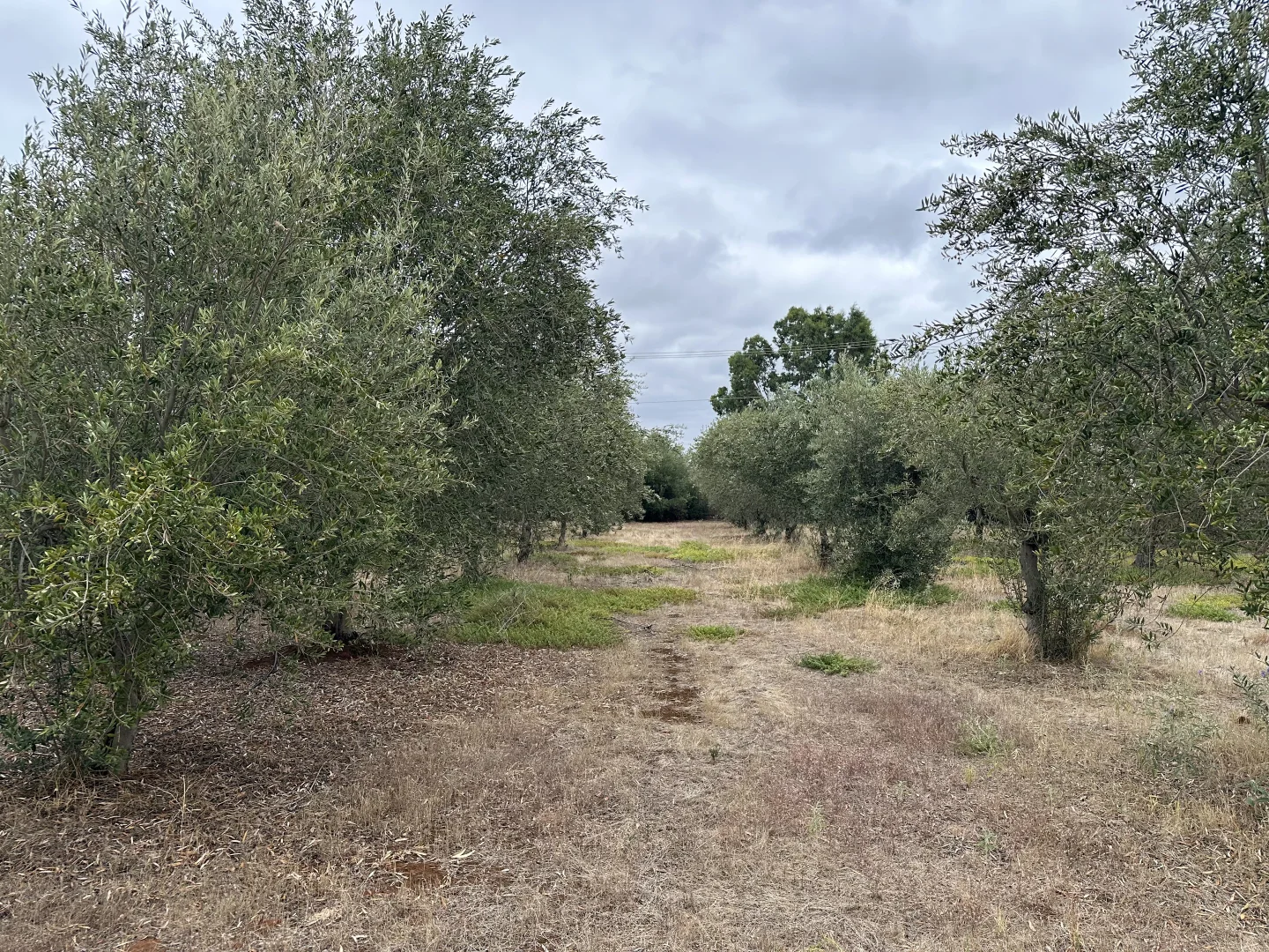 Additional image 3 of Lot 24 Wyatt Road, Direk SA 5110