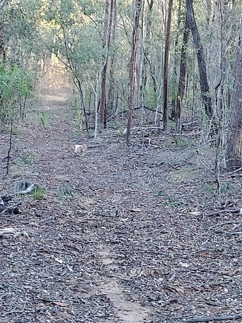 Additional image 36 of 289 Mount Mulgowie Road, Buaraba QLD 4311