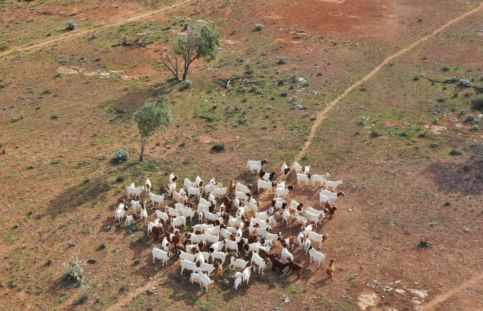Additional image 9 of Madura Plains Station, Eucla WA 6443