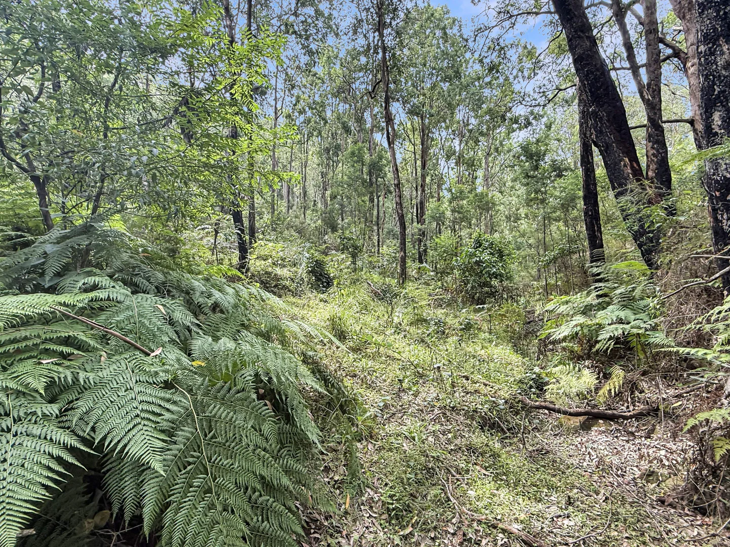 Additional image 10 of 112 Finchley Track, Laguna NSW 2325