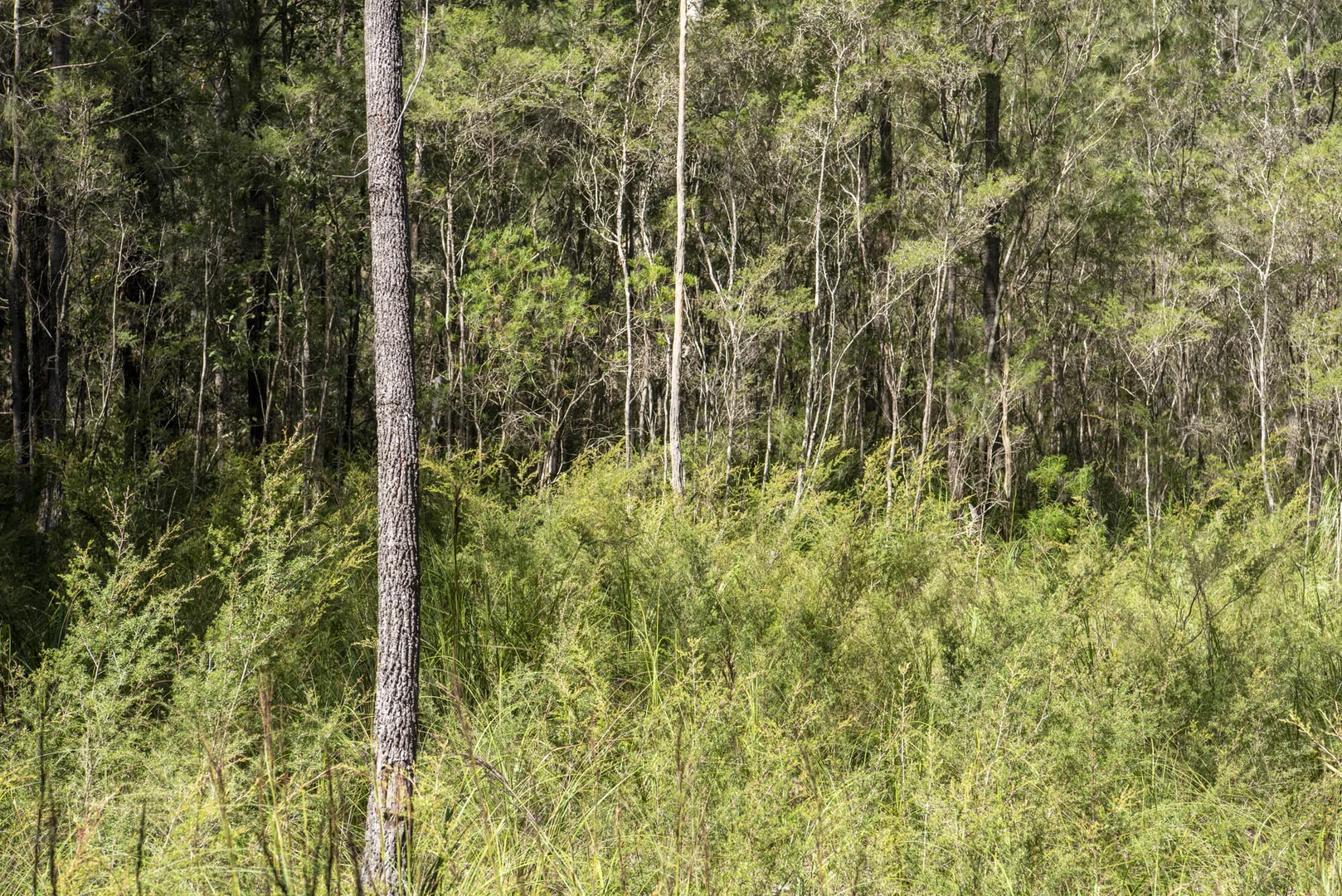Additional image 12 of Lot 2 Parnell Road, Tomerong NSW 2540