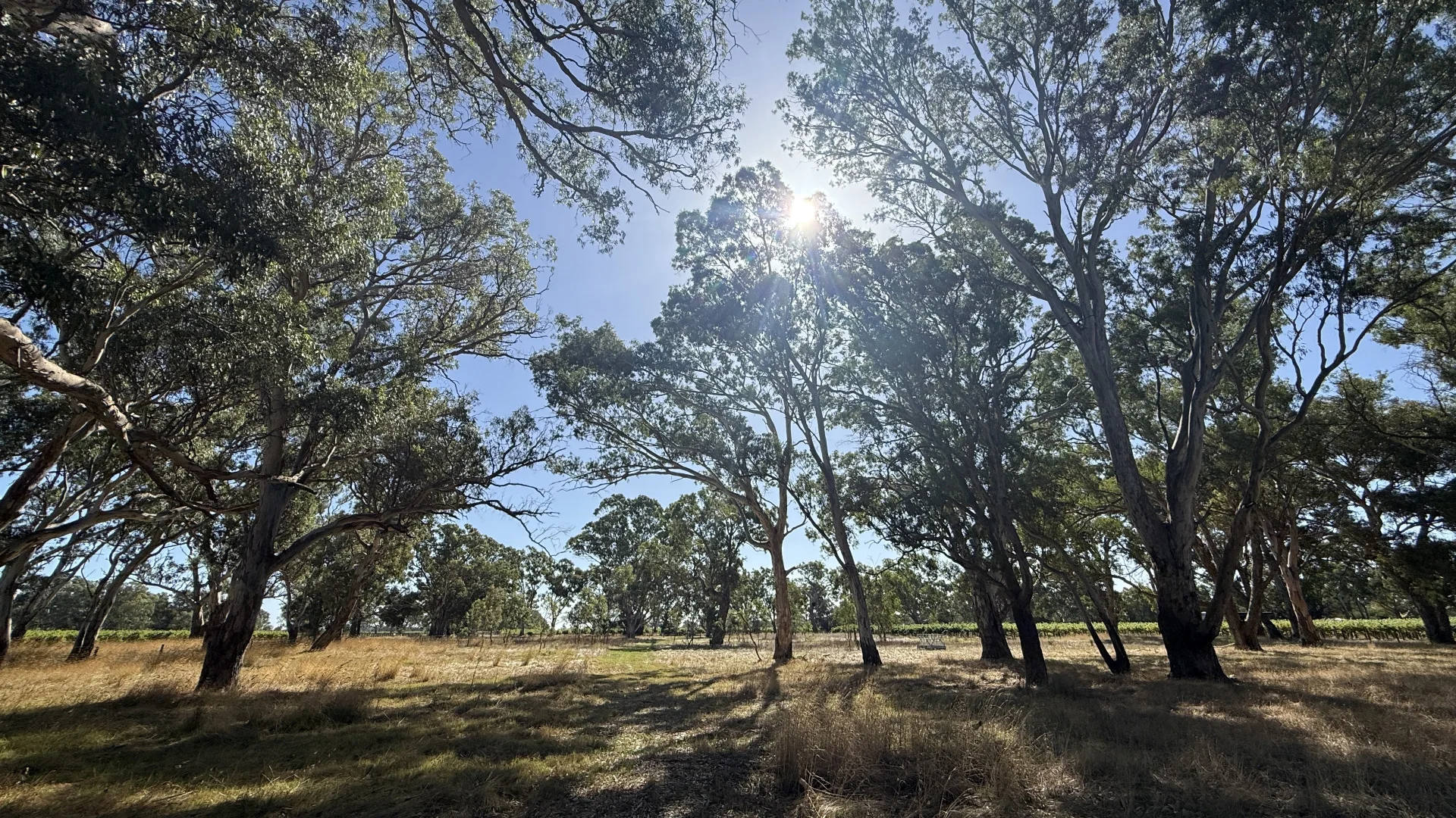 Additional image 3 of Allotment/2 V&A Lane, Penola SA 5277