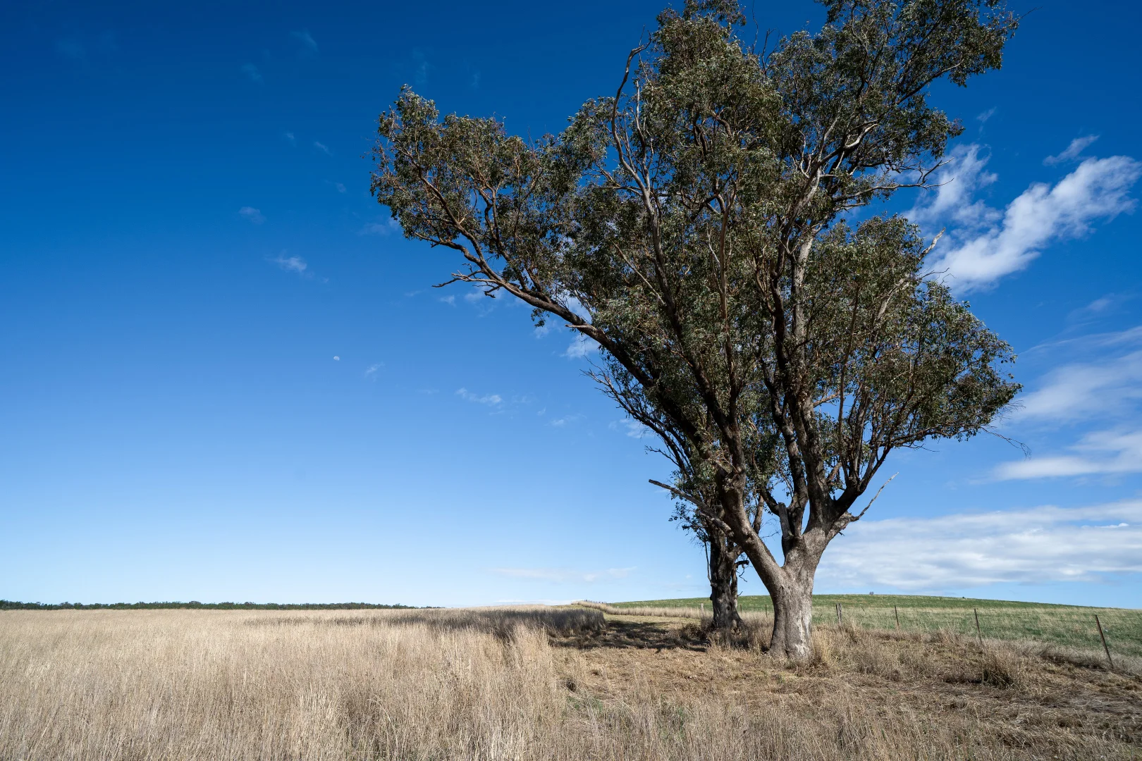 Additional image 12 of 614 Peabody Road, Molong NSW 2866