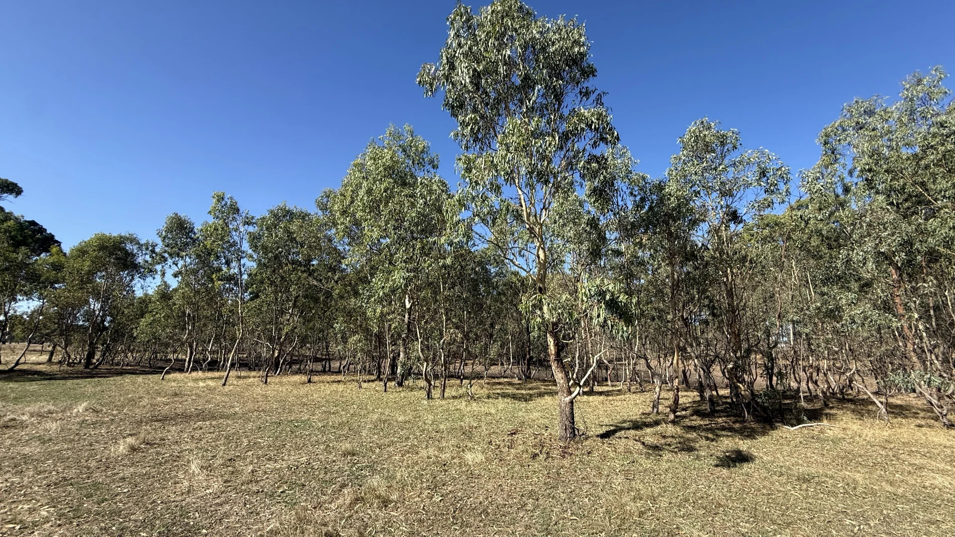 Additional image 16 of Allotment/2 V&A Lane, Penola SA 5277