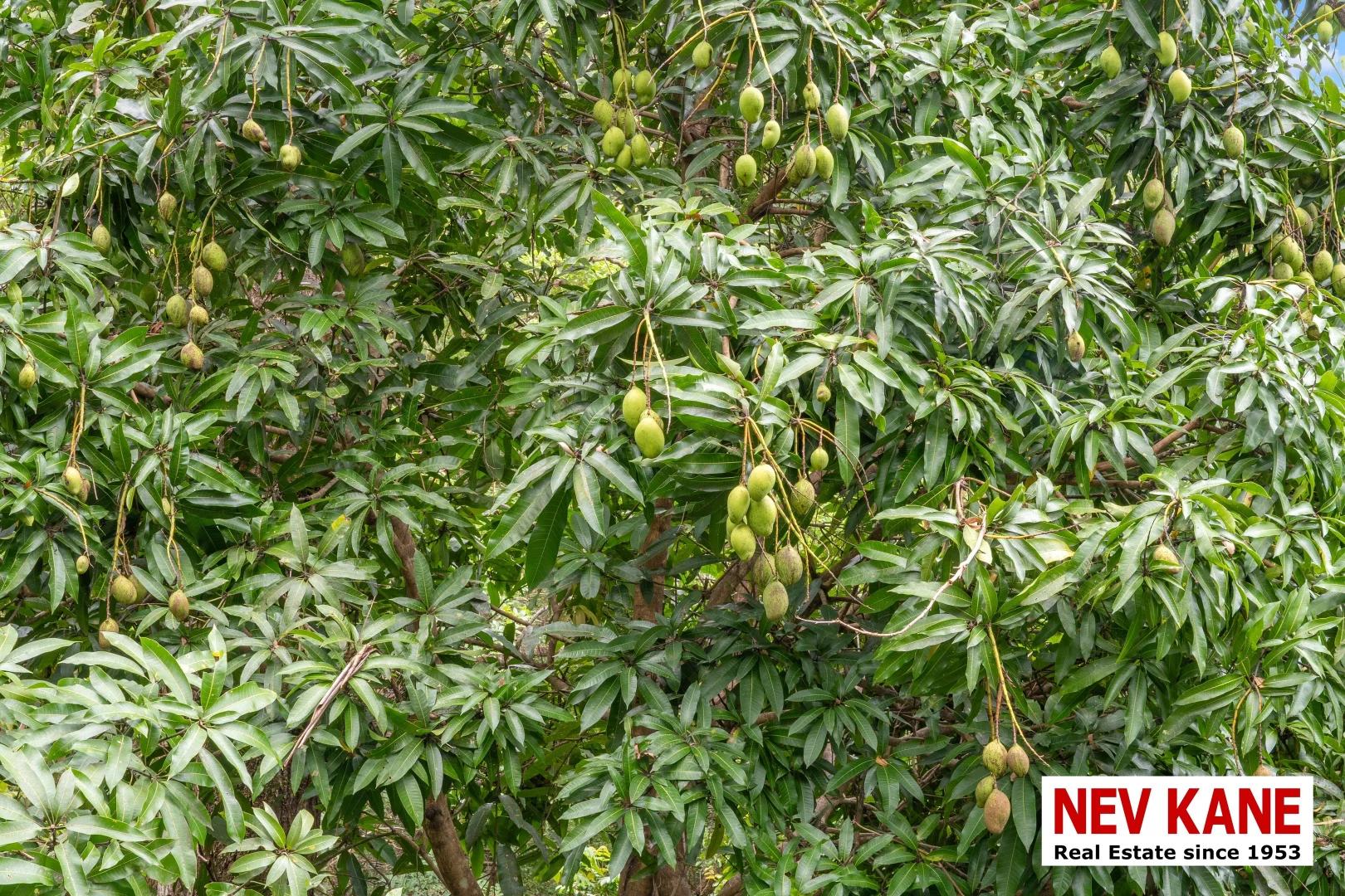 Additional image 40 of 11 Panorama Drive, Nambour QLD 4560
