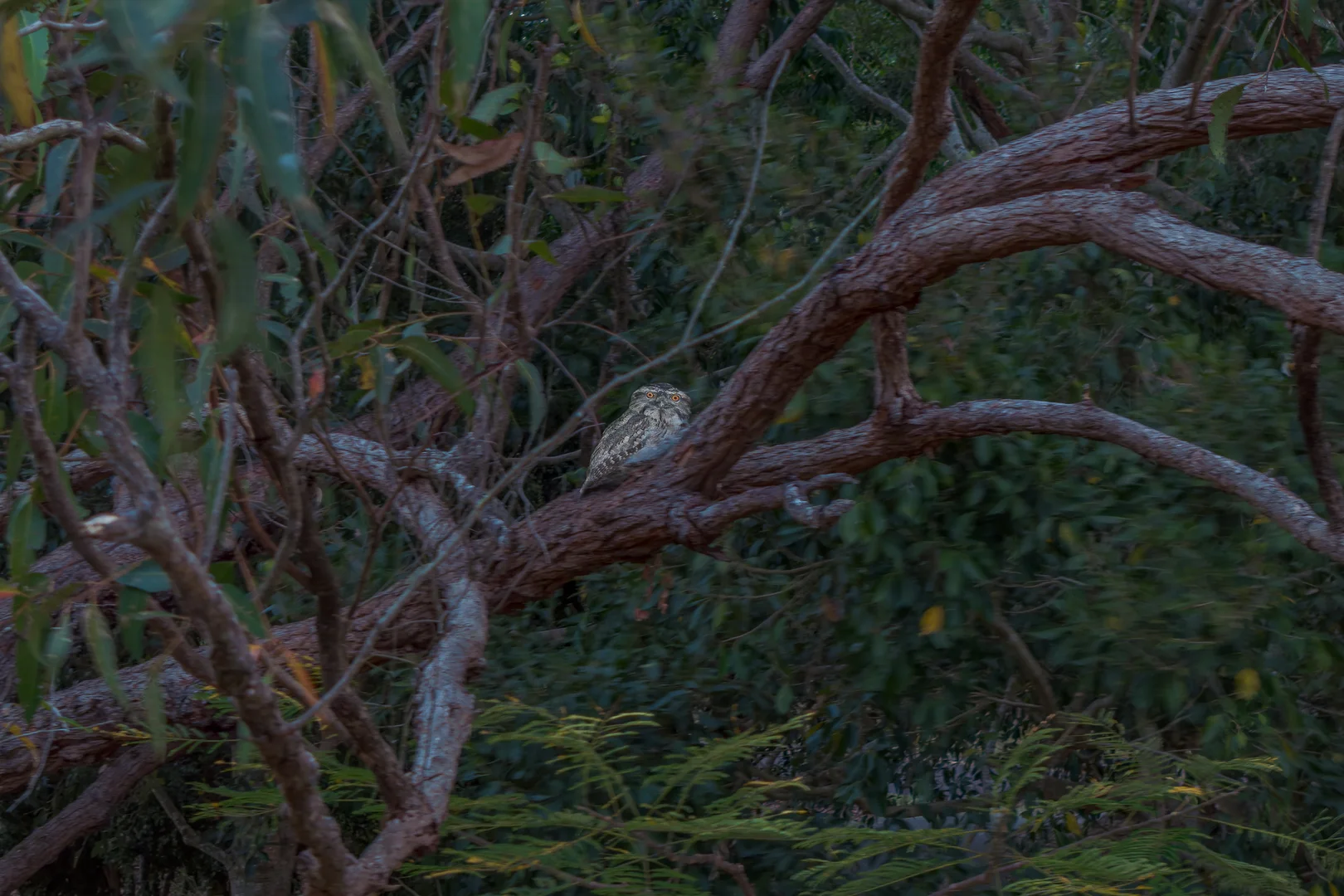 Additional image 35 of 135/61 Noosa Springs Dr, Noosa Heads QLD 4567