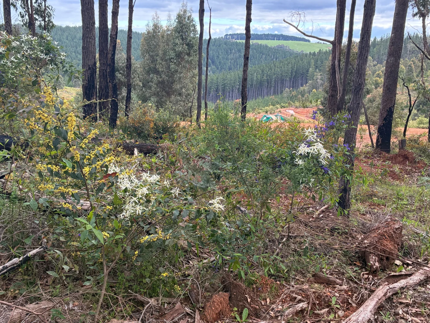 Additional image 12 of Lot 100 Brockman Highway, East Nannup WA 6275
