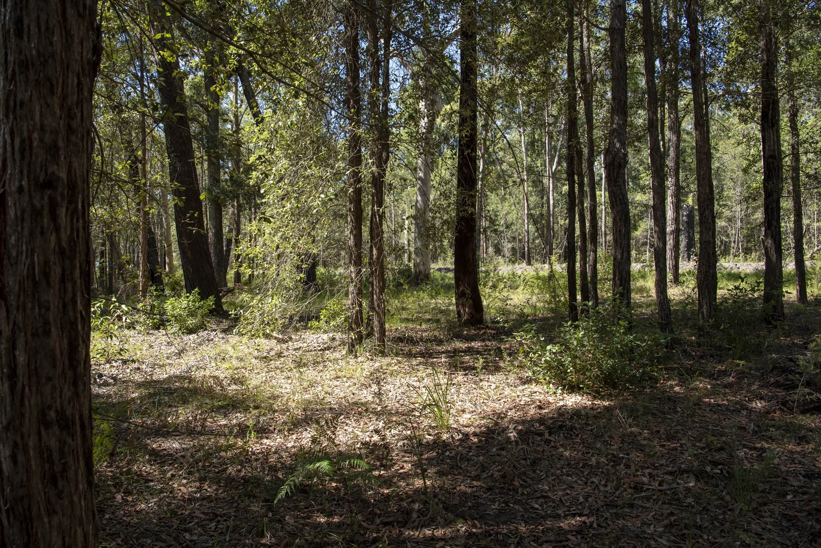 Additional image 19 of Lot 2 Parnell Road, Tomerong NSW 2540