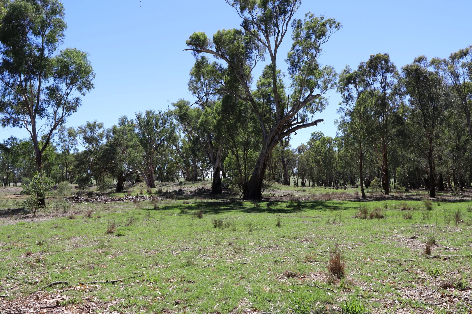 52 BENDICK MURRELL ROAD, Bendick Murrell via, Young NSW 2594 photo 3