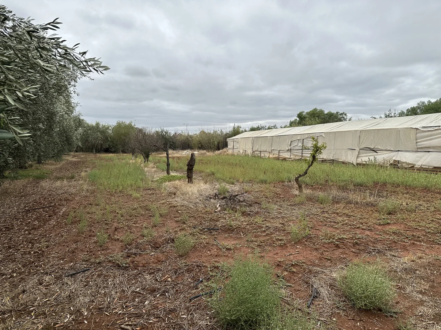 Additional image 10 of Lot 24 Wyatt Road, Direk SA 5110