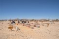 Additional image 40 of 290 Bluegrass Rd, Twentynine Palms, CA, 92277