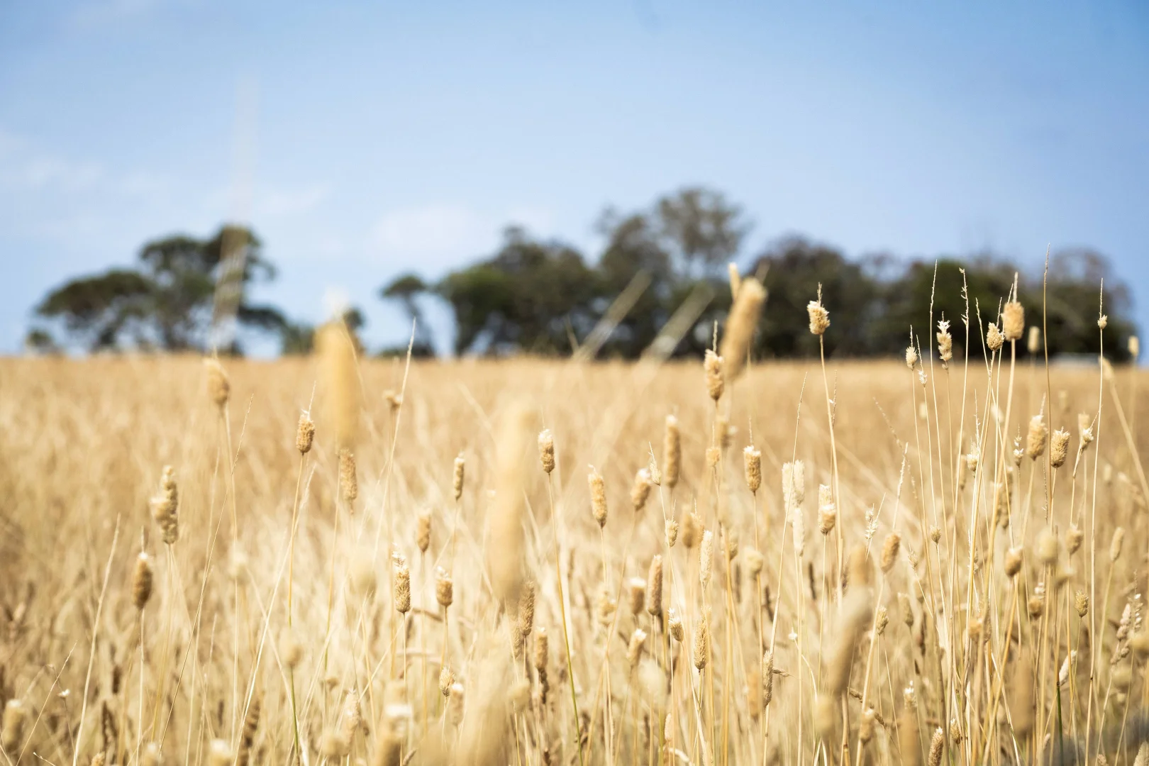 Additional image 4 of 24 Lodge Place, Armstrong Creek VIC 3217