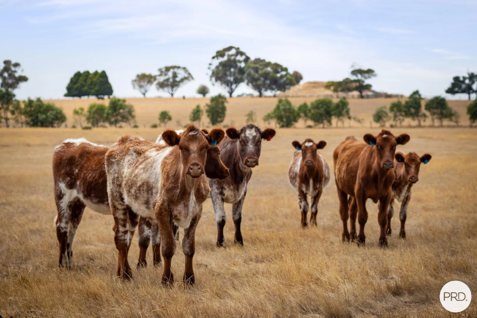 Additional image 18 of 9 Stag Road, Allendale VIC 3364