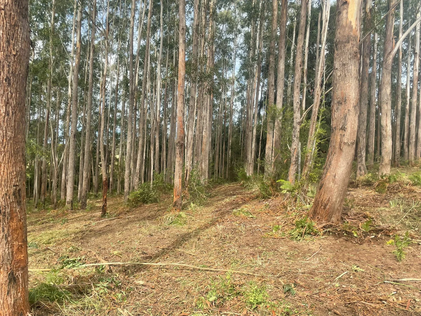Additional image 15 of 45 Moores Lane, Eungai Creek NSW 2441
