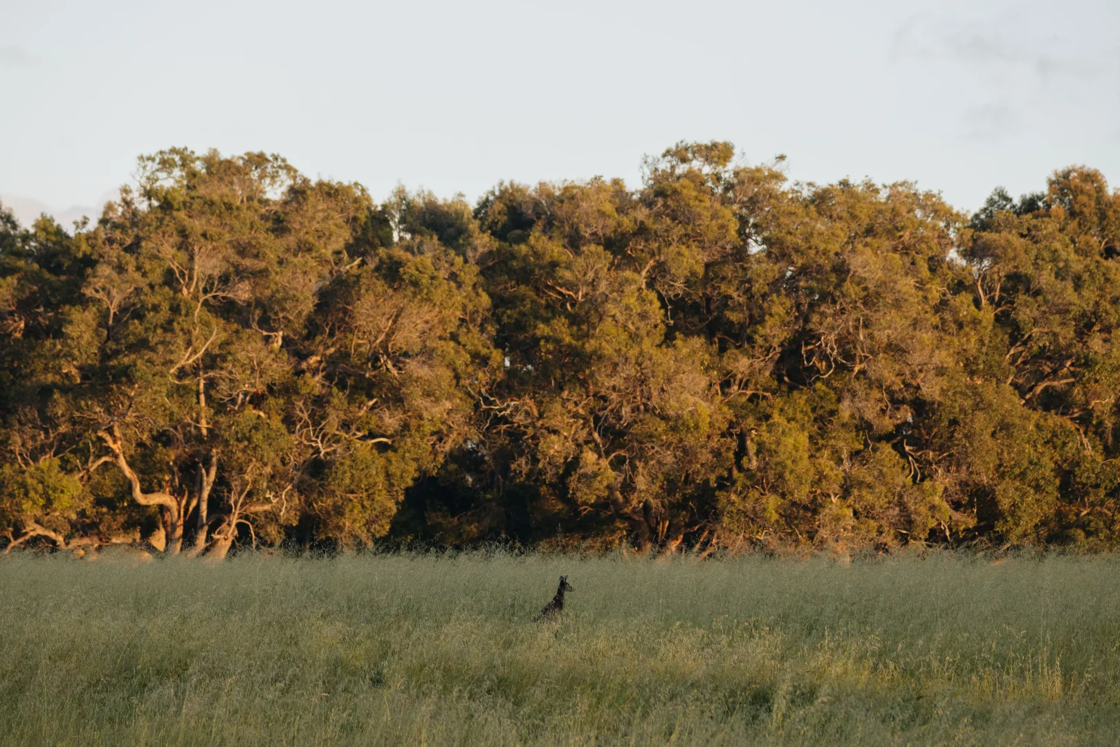 Additional image 7 of Lot 101 Springfield Farm, Yallingup WA 6282