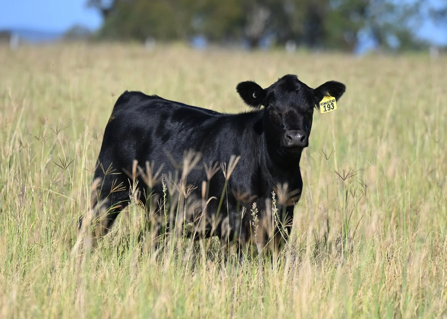 Additional image 2 of 167 Stark Road, Talgai QLD 4362