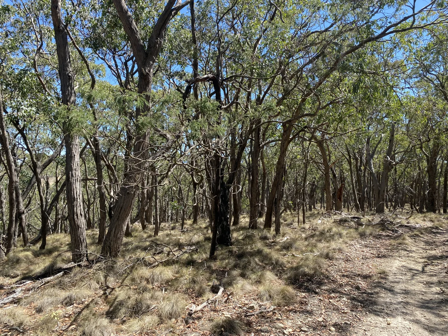 Additional image 3 of Lot 156-159 Prince of Wales Terrace, Riddells Creek VIC 3431