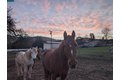 Additional image 45 of 9530 Morgan Territory Rd, Livermore, CA, 94551