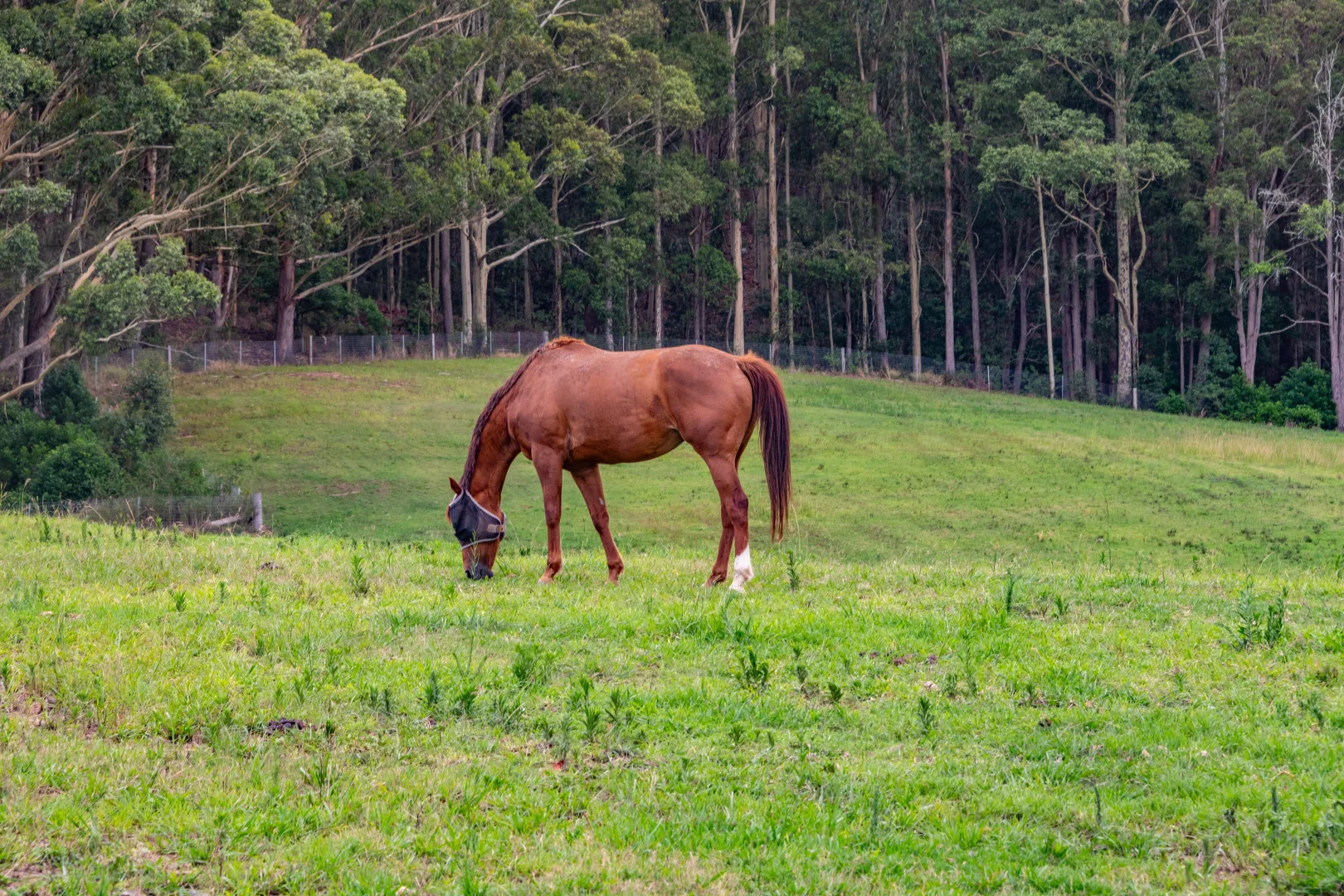 Additional image 29 of 532 Jilliby Road, Jilliby NSW 2259