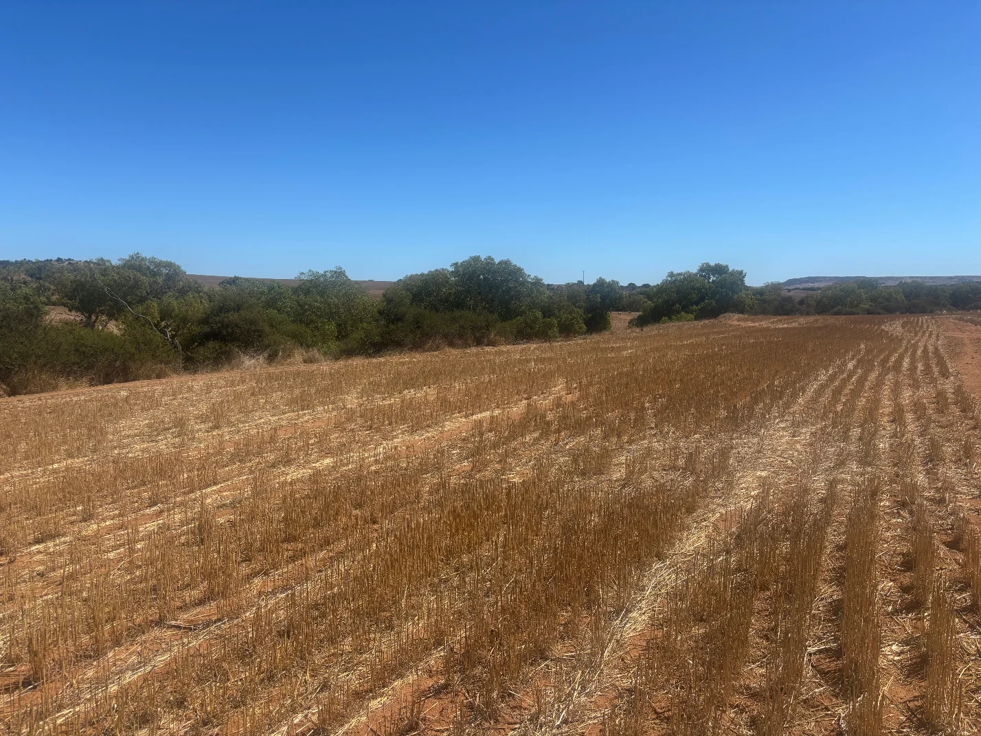 Additional image 14 of Lot 1 Giles Road, Moonyoonooka WA 6532