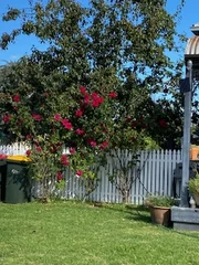 Additional image 18 of 37 Alice Street, Barraba NSW 2347