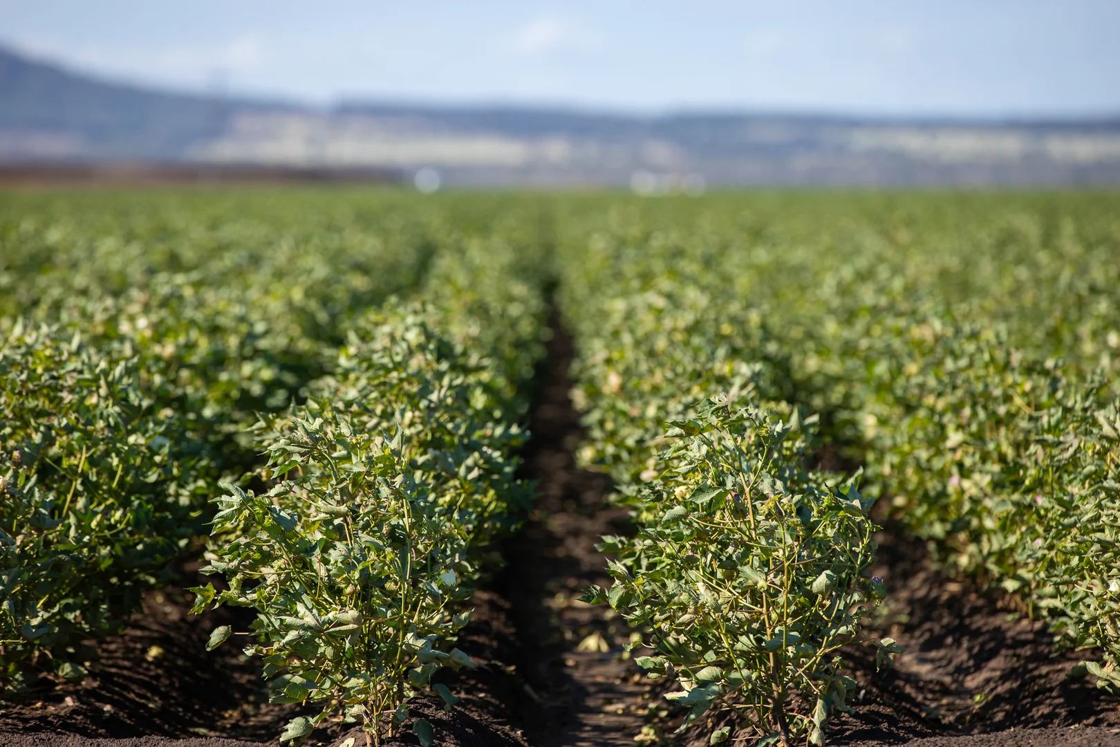 Additional image 9 of Breeza NSW 2381