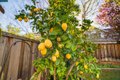Additional image 50 of 34 Elmwood Dr, San Ramon, CA, 94583