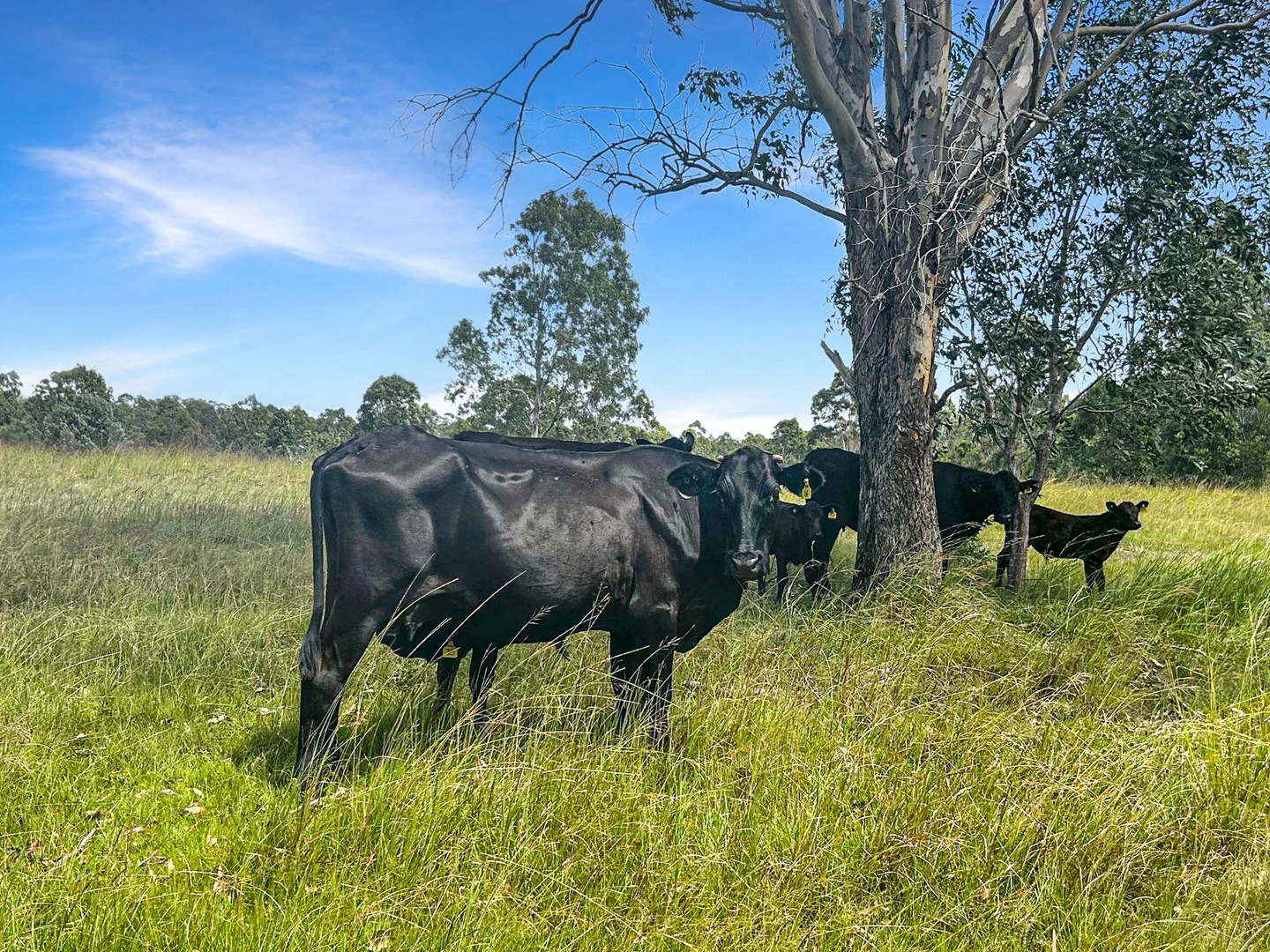 Additional image 8 of Lot 119 Ellangowan Myrtle Creek Road, Ellangowan NSW 2470