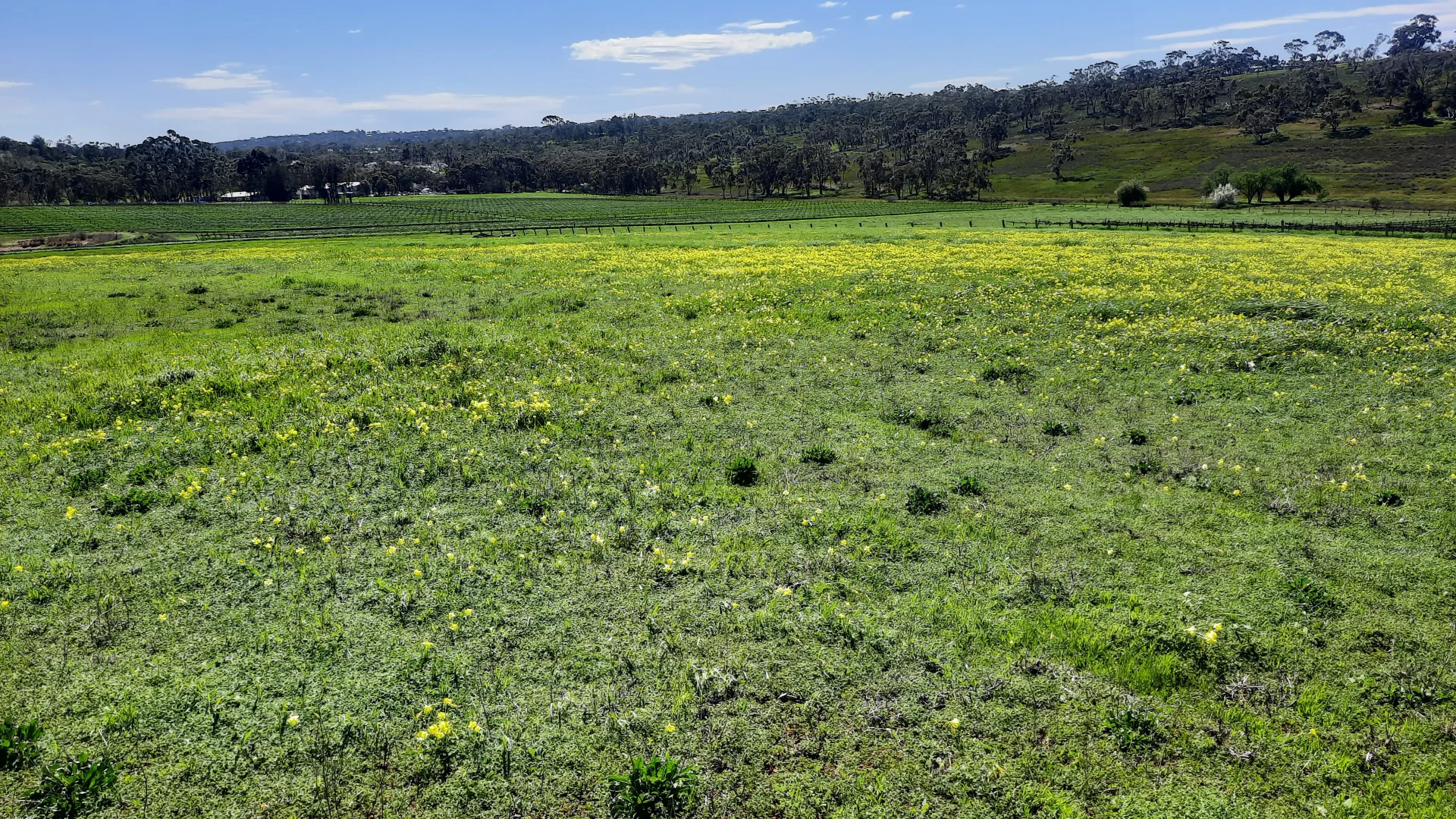 Additional image 14 of 285 Neagles Rock Road, Clare SA 5453
