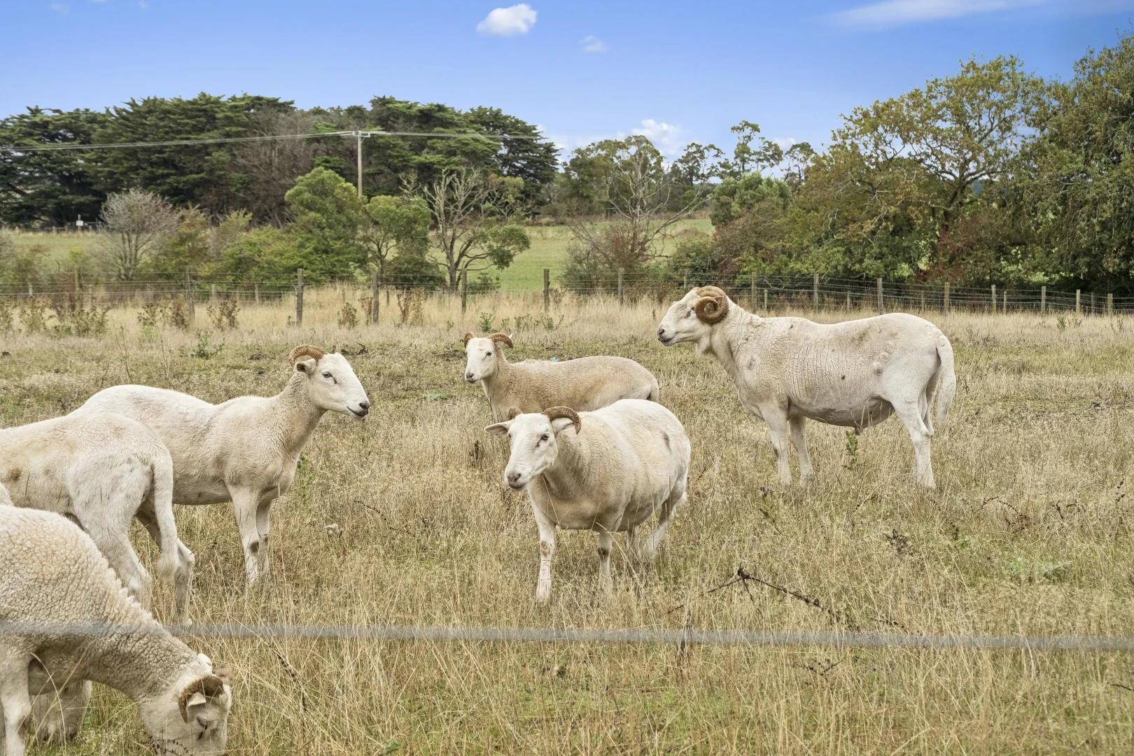 Additional image 21 of 239 Nelsons Road, Elingamite North VIC 3266