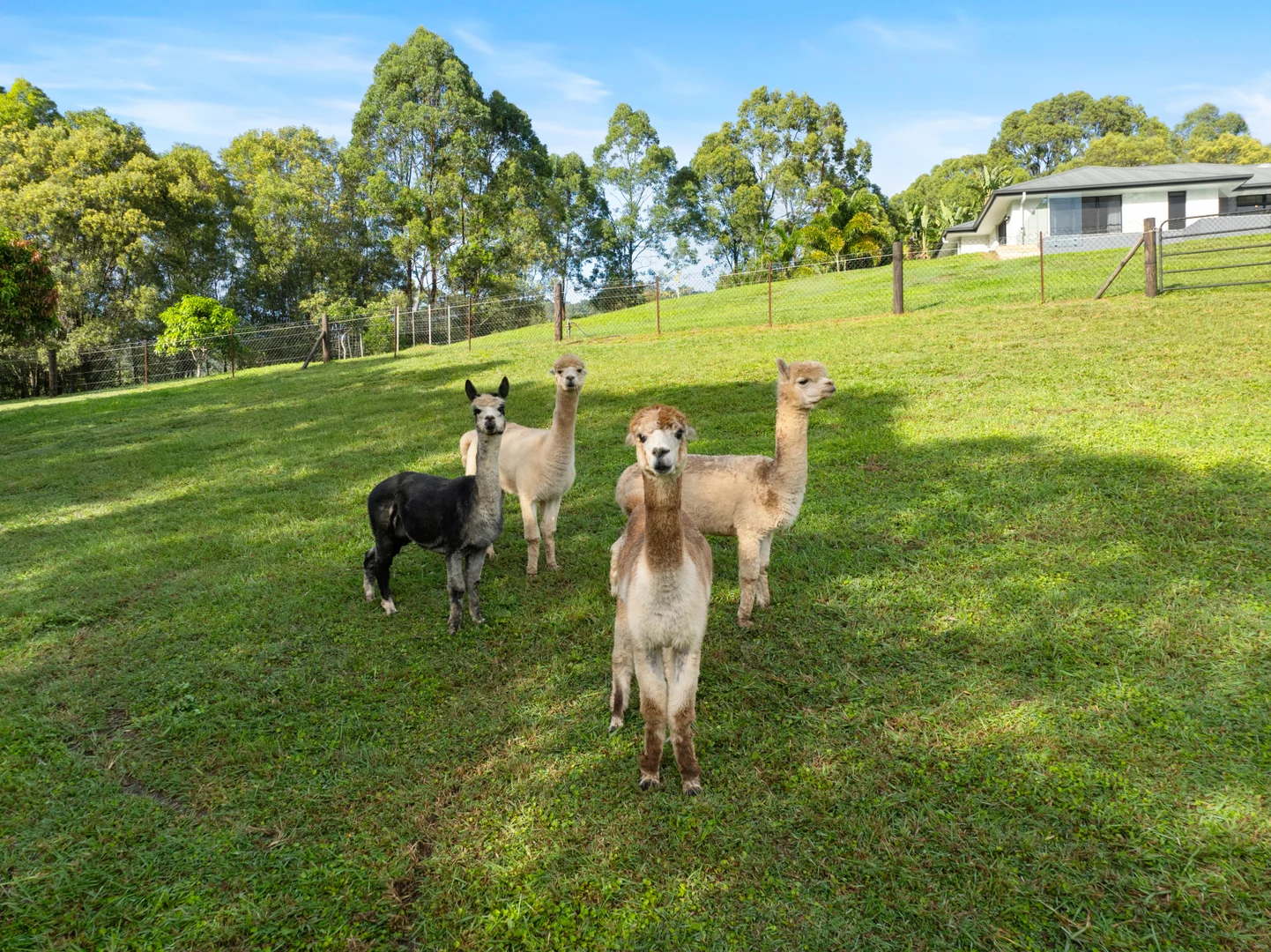 Additional image 32 of 98 Blacks Road, Willow Vale QLD 4209