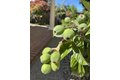 Additional image 48 of 690 Kraftile Ct, Fremont, CA, 94536