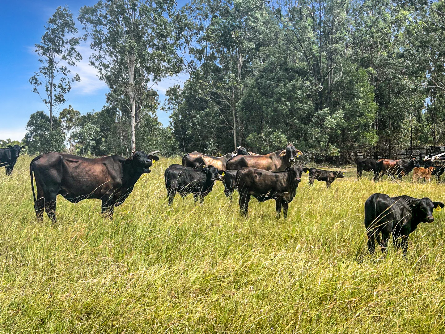 Additional image 7 of Lot 119 Ellangowan Myrtle Creek Road, Ellangowan NSW 2470