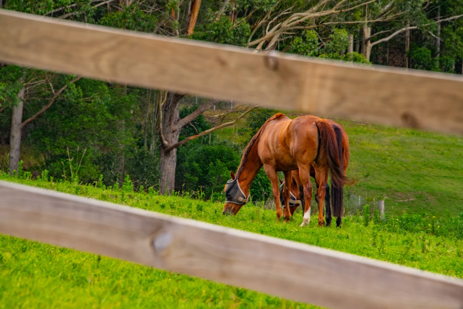Additional image 33 of 532 Jilliby Road, Jilliby NSW 2259