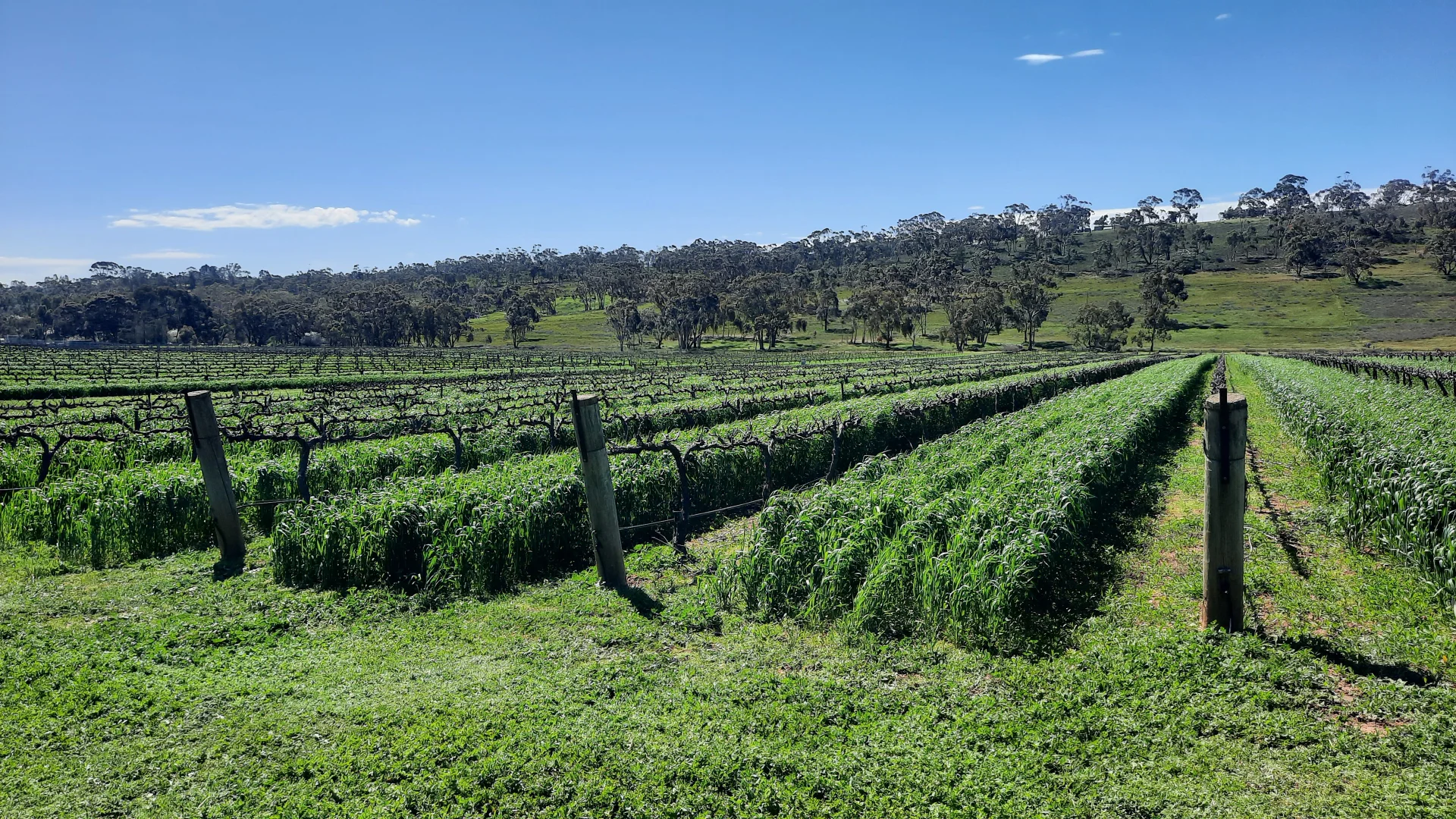 Additional image 5 of 285 Neagles Rock Road, Clare SA 5453
