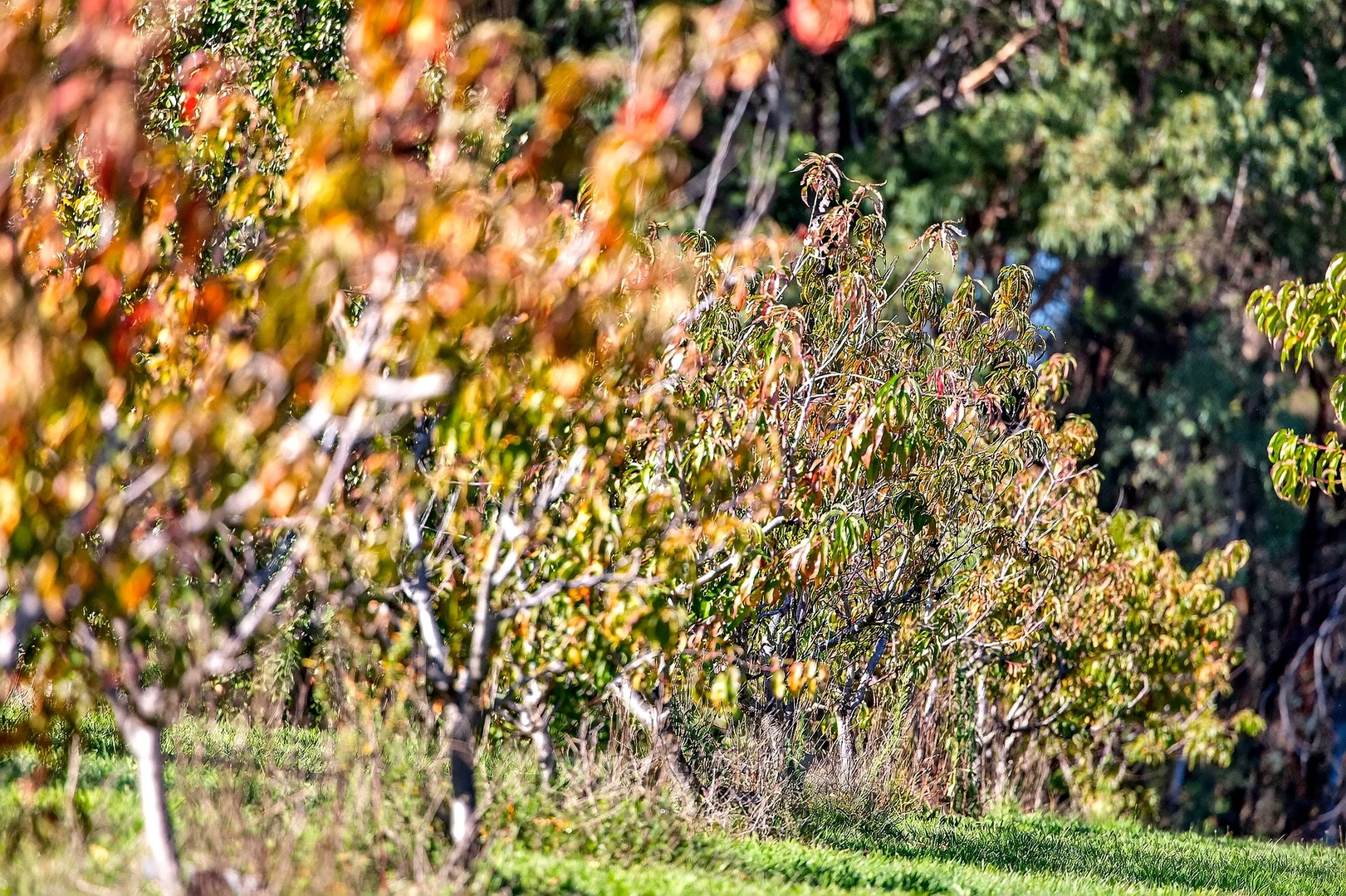 Additional image 23 of 185 McNamaras Road, Sarsfield VIC 3875