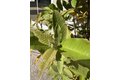 Additional image 50 of 690 Kraftile Ct, Fremont, CA, 94536