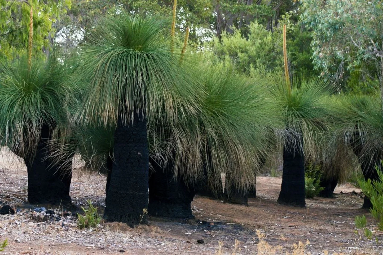 Additional image 19 of 21 Yungarra Drive, Quedjinup WA 6281