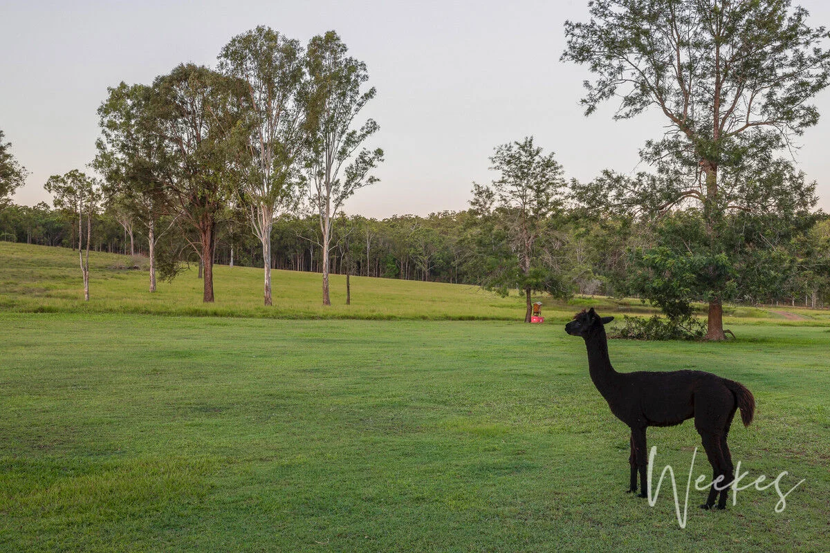 373 Baumanns Road, Avondale QLD 4670 photo 5