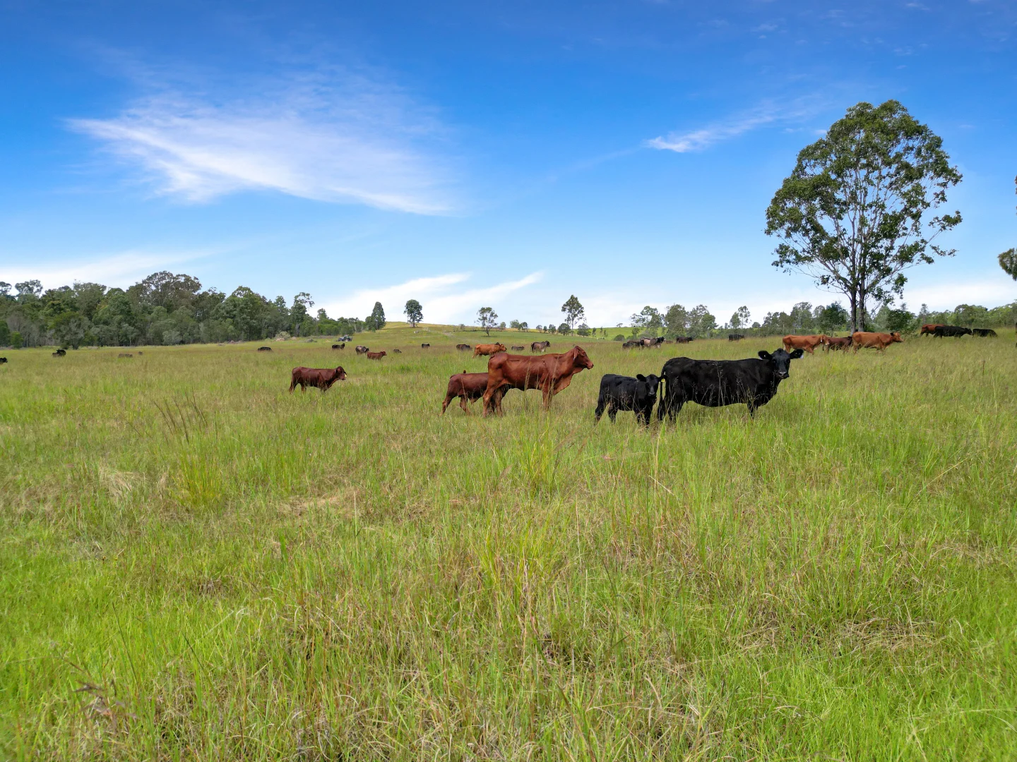 Additional image 15 of Lot 119 Ellangowan Myrtle Creek Road, Ellangowan NSW 2470