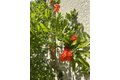 Additional image 47 of 690 Kraftile Ct, Fremont, CA, 94536