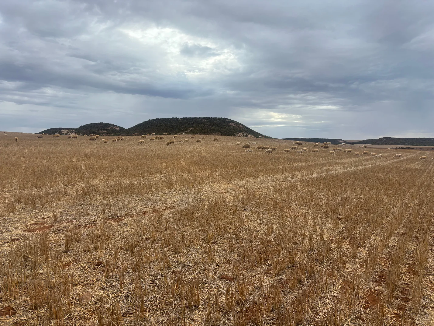 Additional image 7 of Lot 1 Giles Road, Moonyoonooka WA 6532