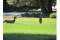 Additional image 11 of 115 Lake Almanor West Dr, Chester, CA, 96020