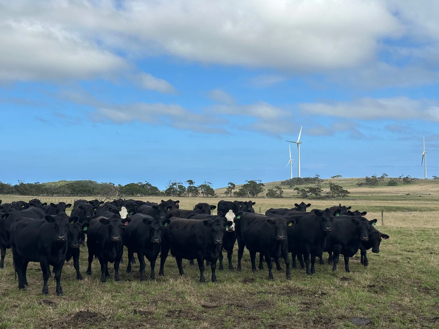 Additional image 4 of 1300 Buffalo Waratah Road, Tarwin Lower VIC 3956
