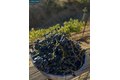 Additional image 41 of 285 Apollo Way, Pleasant Hill, CA, 94523